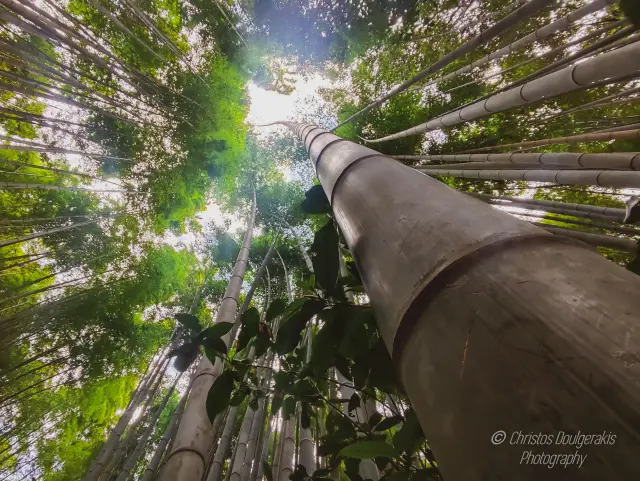 Arashiyama Bamboo Forest - Japan (Mar 2025)