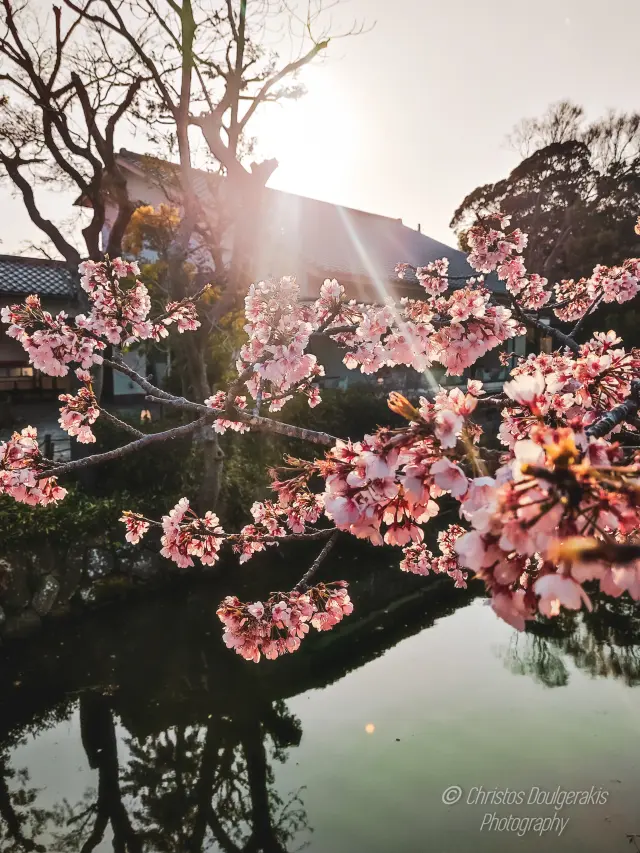 Kamakura - Japan (Mar 2025) | 